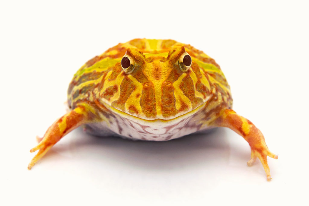 Albino Pacman Frog