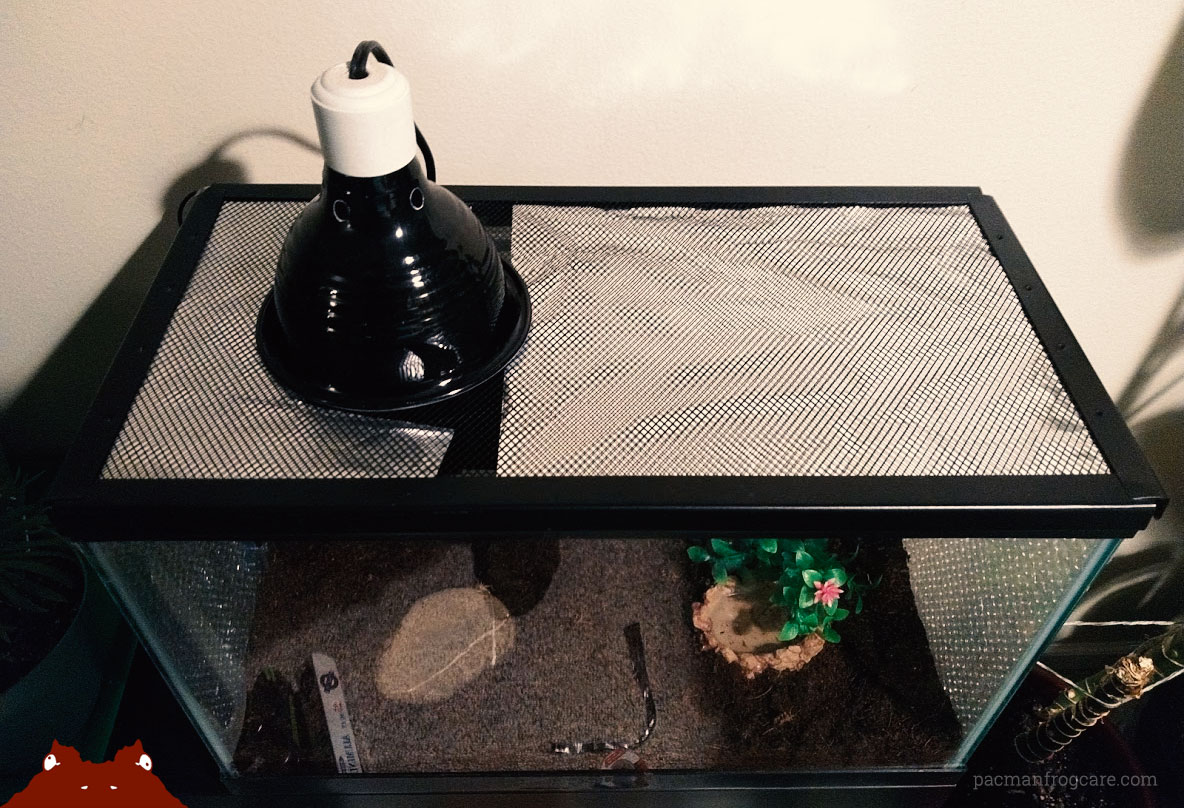 Insulate a Glass Terrarium — Pacman Frog Care Blog