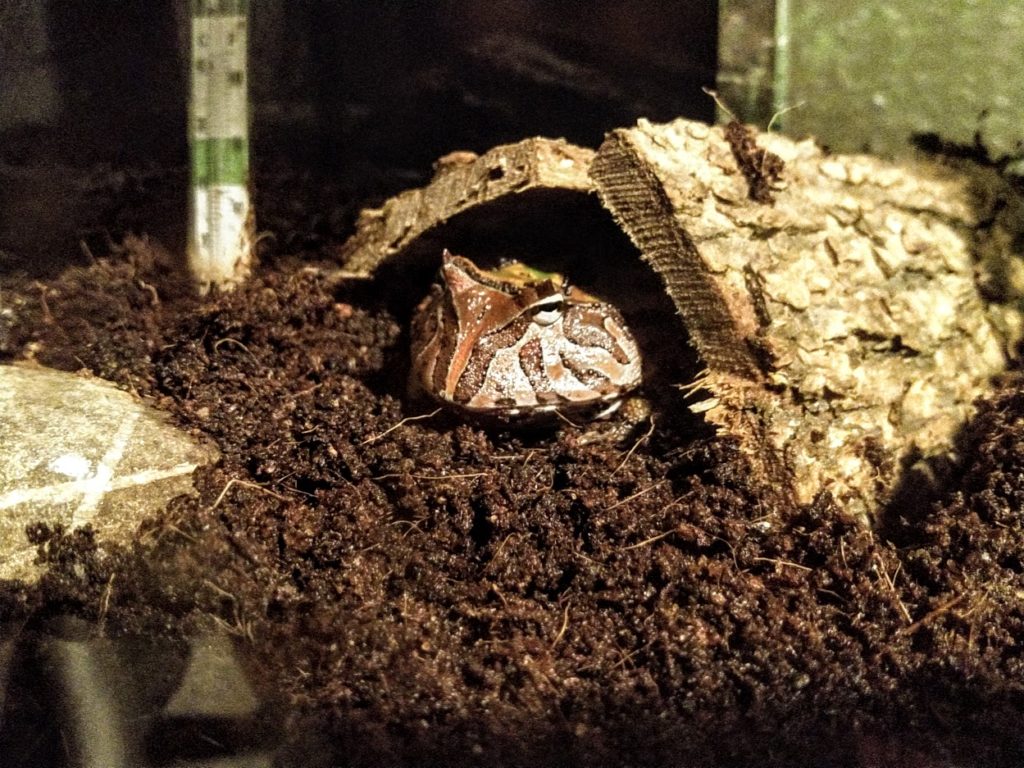 Bark Hideout for the Pacman frog