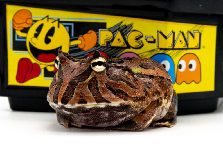 temperature Archives — Pacman Frog Care Blog